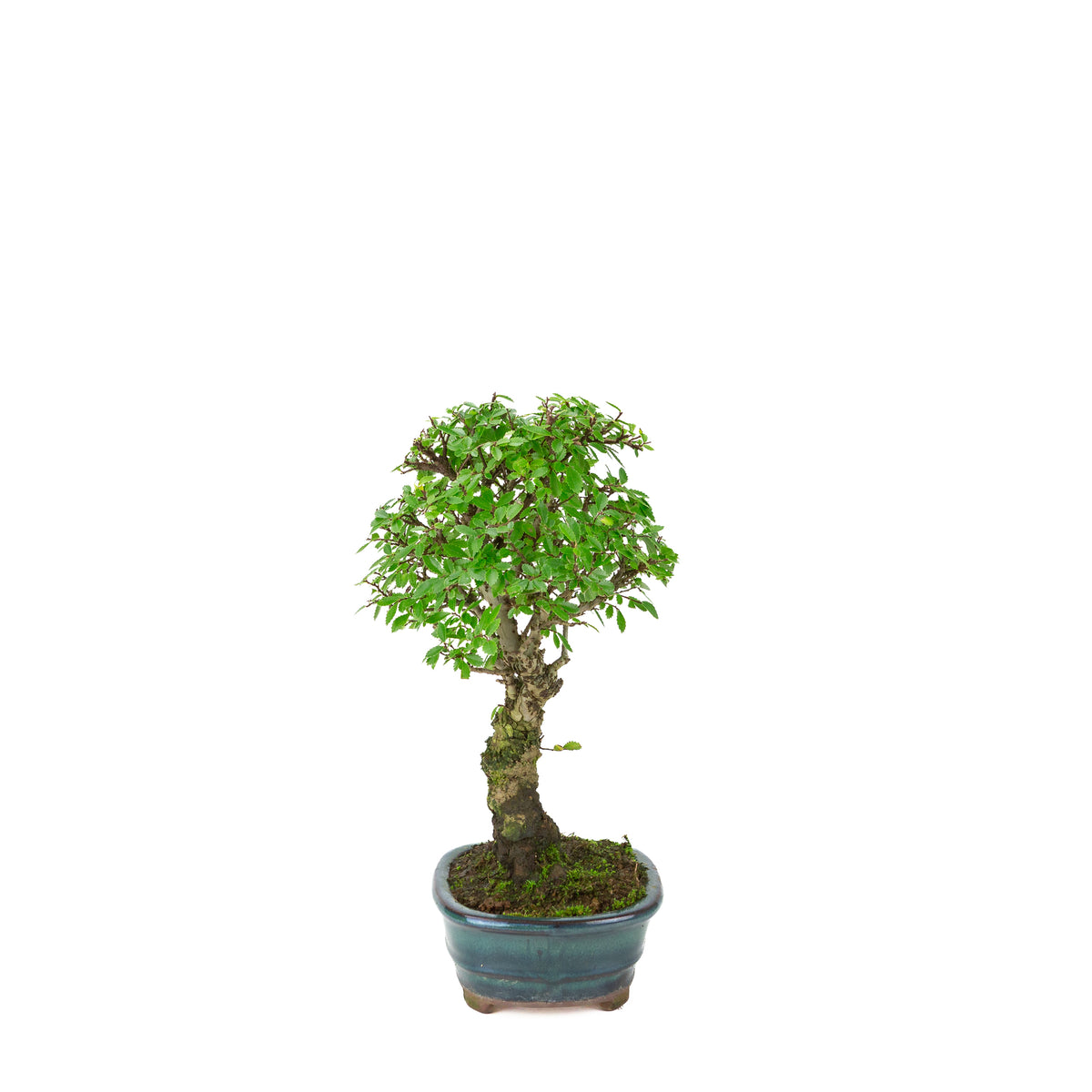 Zelkova nire (Orme du Japon) dans un pot ovale vert, hauteur ~31cm