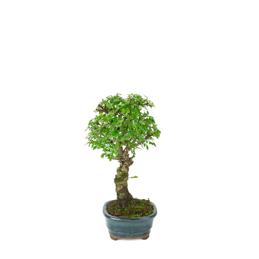 Zelkova nire (Orme du Japon) dans un pot ovale vert, hauteur ~31cm