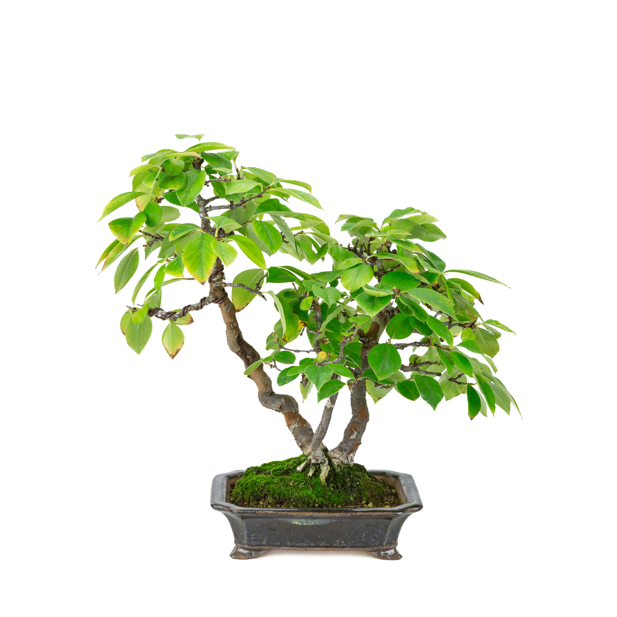 Chaenomeles sinensis (cognassier de Chine) pot rectangulaire noir-bleu, hauteur ~38 cm