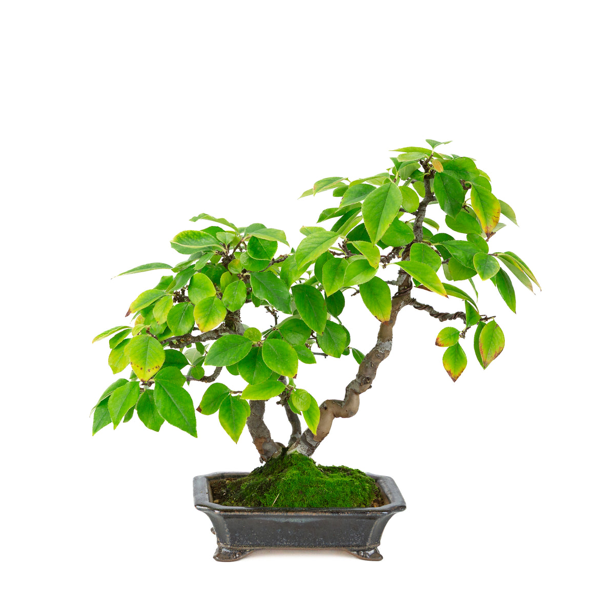 Chaenomeles sinensis (cognassier de Chine) pot rectangulaire noir-bleu, hauteur ~38 cm
