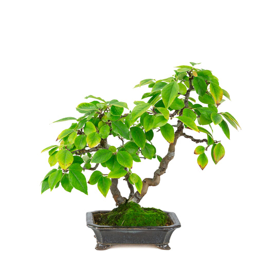 Chaenomeles sinensis (cognassier de Chine) pot rectangulaire noir-bleu, hauteur ~38 cm