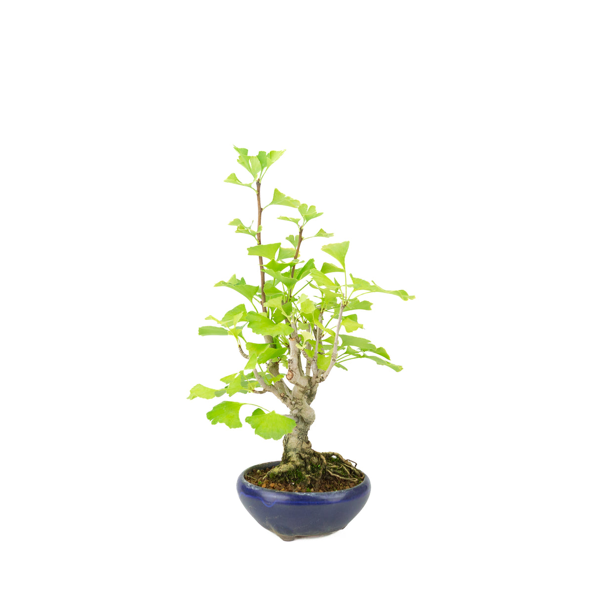 Ginkgo biloba (arbre aux quarante écus) en pot rond bleu, hauteur ~36 cm