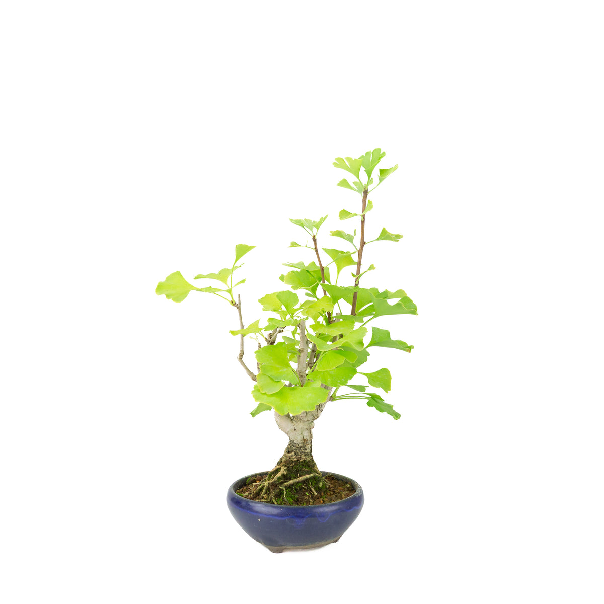 Ginkgo biloba (arbre aux quarante écus) en pot rond bleu, hauteur ~36 cm