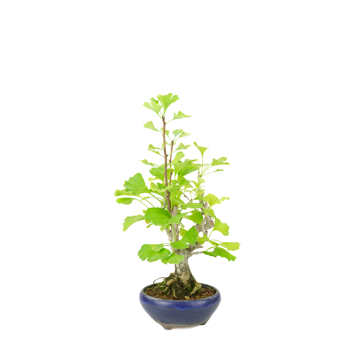 Ginkgo biloba (arbre aux quarante écus) en pot rond bleu, hauteur ~36 cm