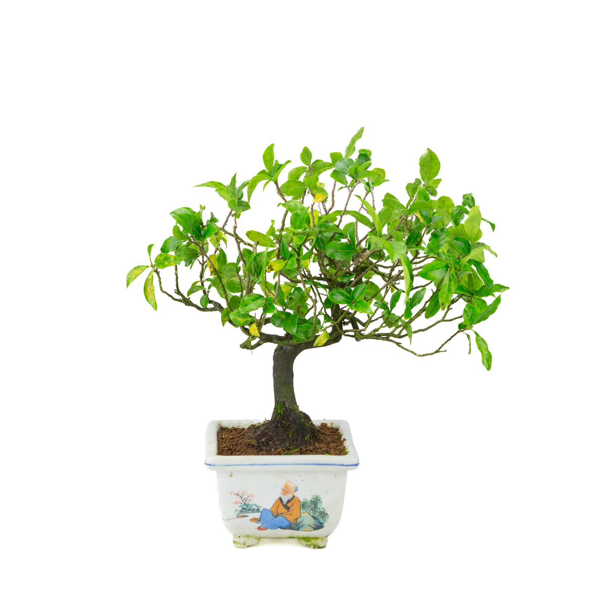 Diospyros kaki (Plaqueminier) pot carré peint, hauteur ~37 cm