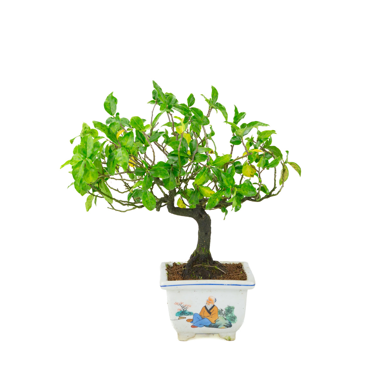 Diospyros kaki (Plaqueminier) pot carré peint, hauteur ~37 cm