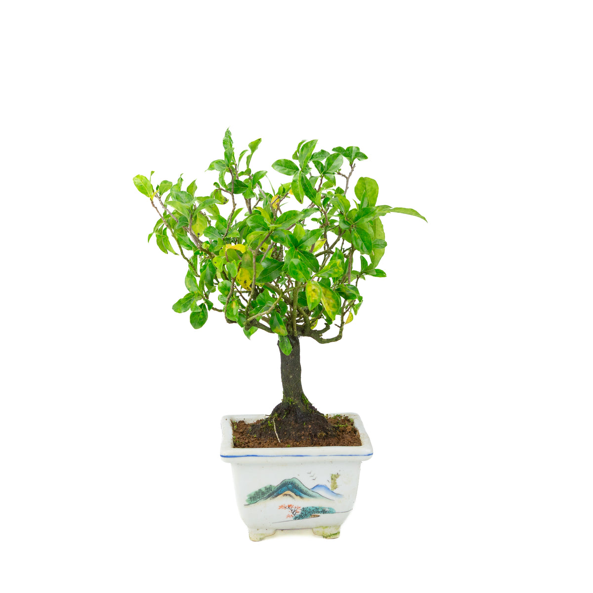 Diospyros kaki (Plaqueminier) pot carré peint, hauteur ~37 cm