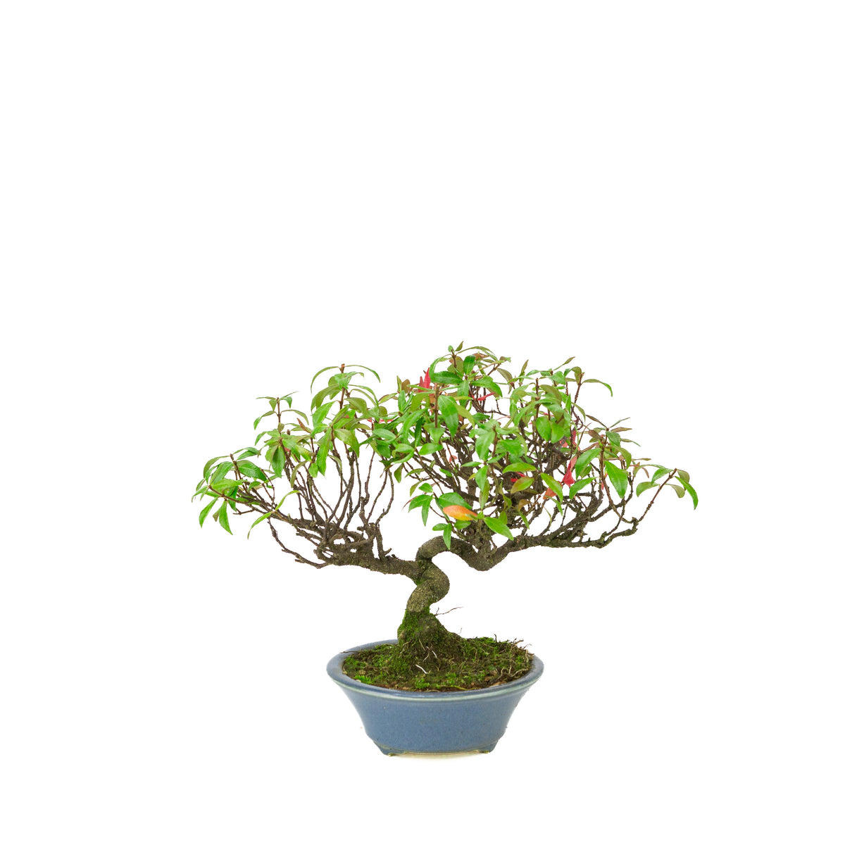 Trachelospermum jasminoides (Jasmin étoilé) en pot rond bleu clair, hauteur ~27cm