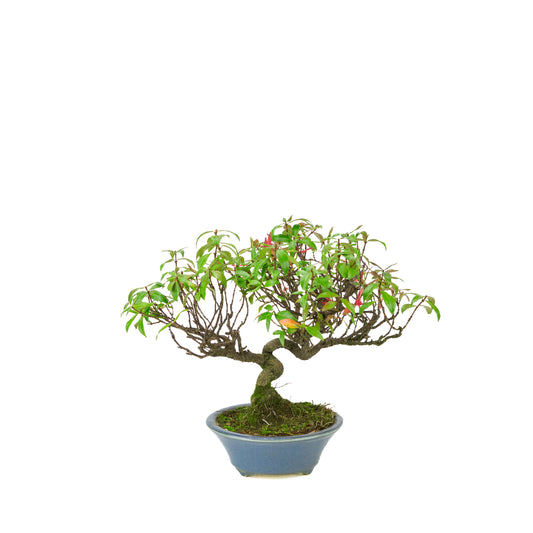 Trachelospermum jasminoides (Jasmin étoilé) en pot rond bleu clair, hauteur ~27cm