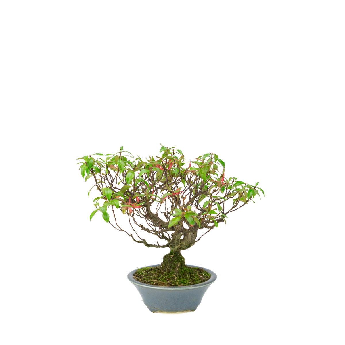 Trachelospermum jasminoides (Jasmin étoilé) en pot rond bleu clair, hauteur ~27cm