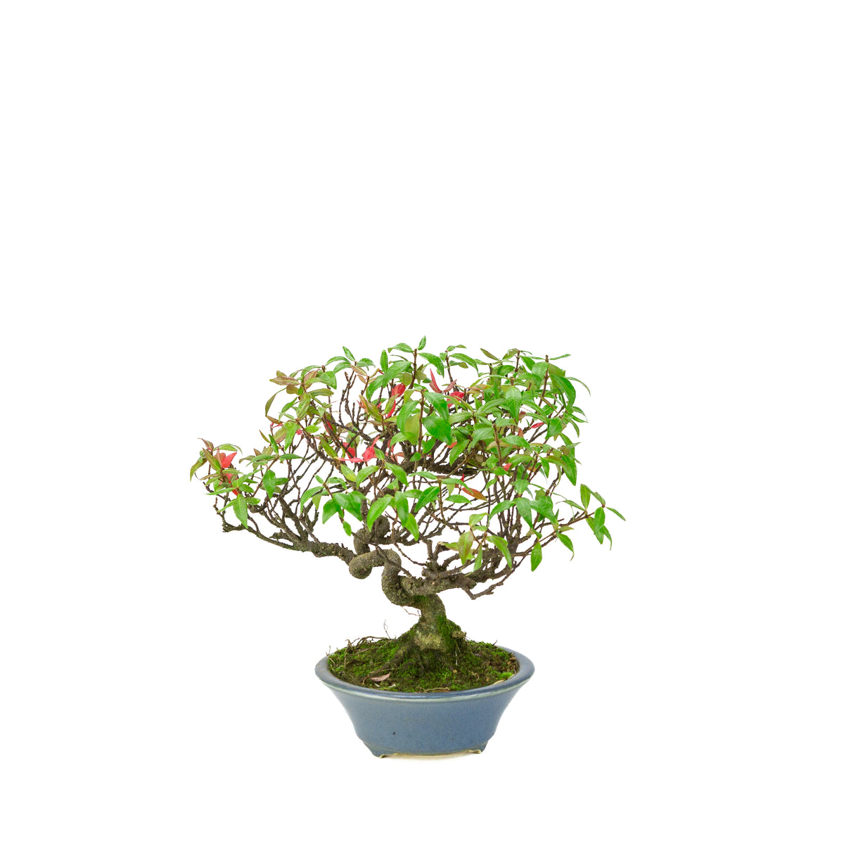 Trachelospermum jasminoides (Jasmin étoilé) en pot rond bleu clair, hauteur ~27cm