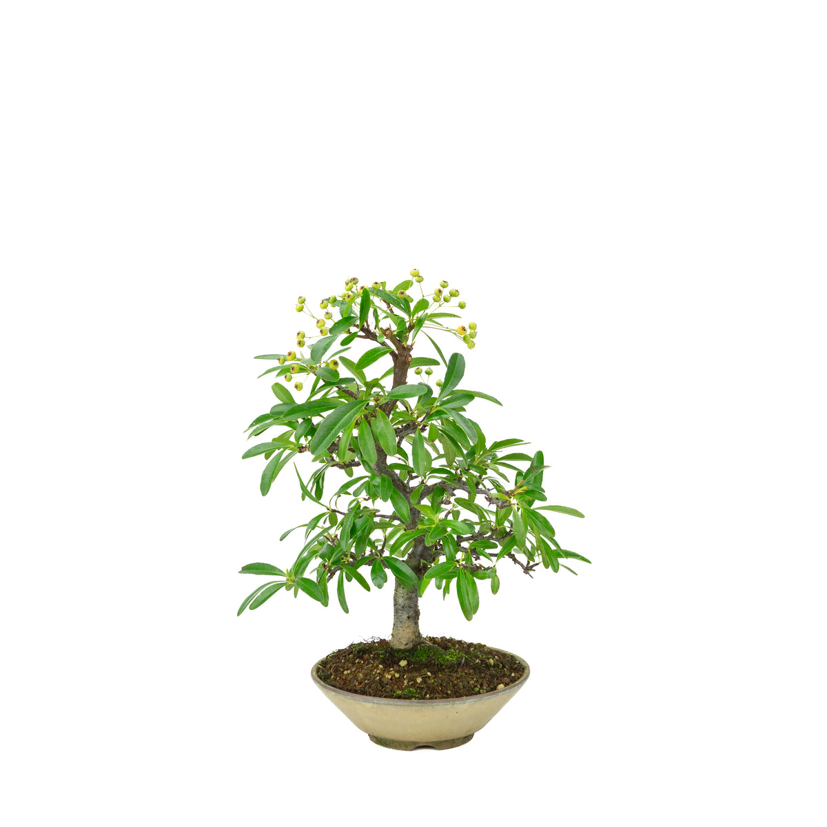 Pyracantha angustifolia (Buisson ardent) pot rond beige, hauteur ~32cm