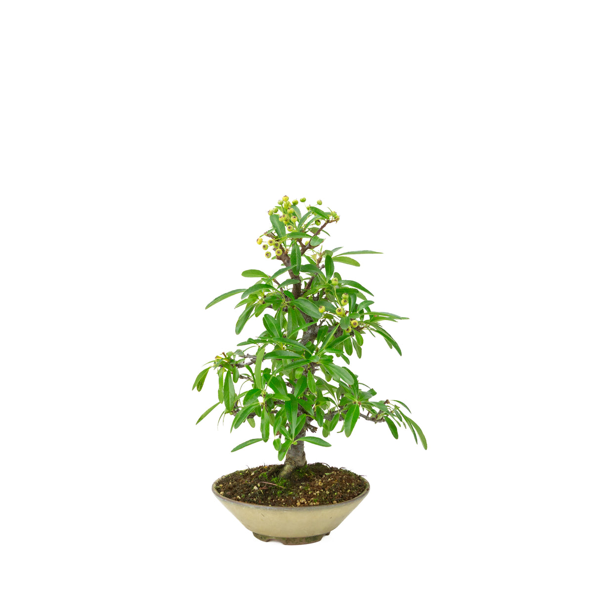Pyracantha angustifolia (Buisson ardent) pot rond beige, hauteur ~32cm