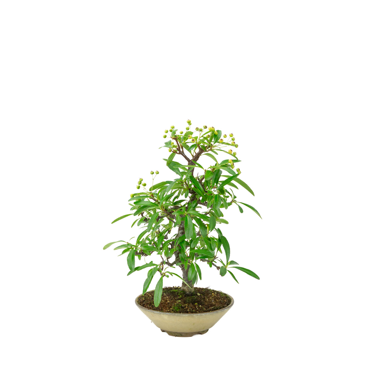 Pyracantha angustifolia (Buisson ardent) pot rond beige, hauteur ~32cm