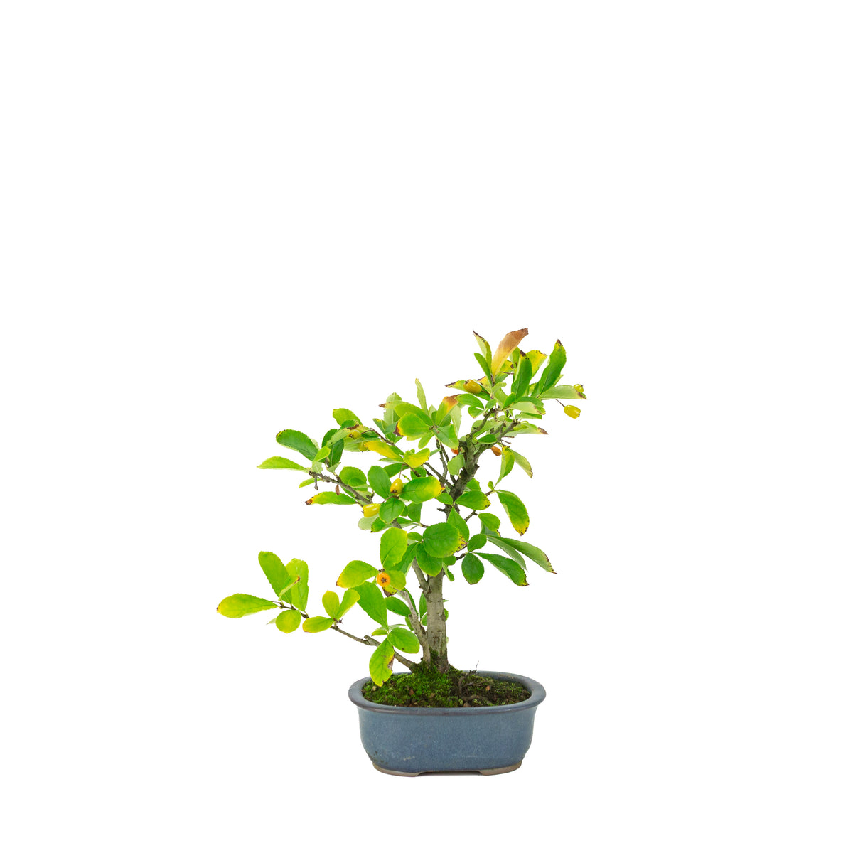 Pourthiaea villosa (Photinia villosa) pot ovale bleu, hauteur ~27 cm