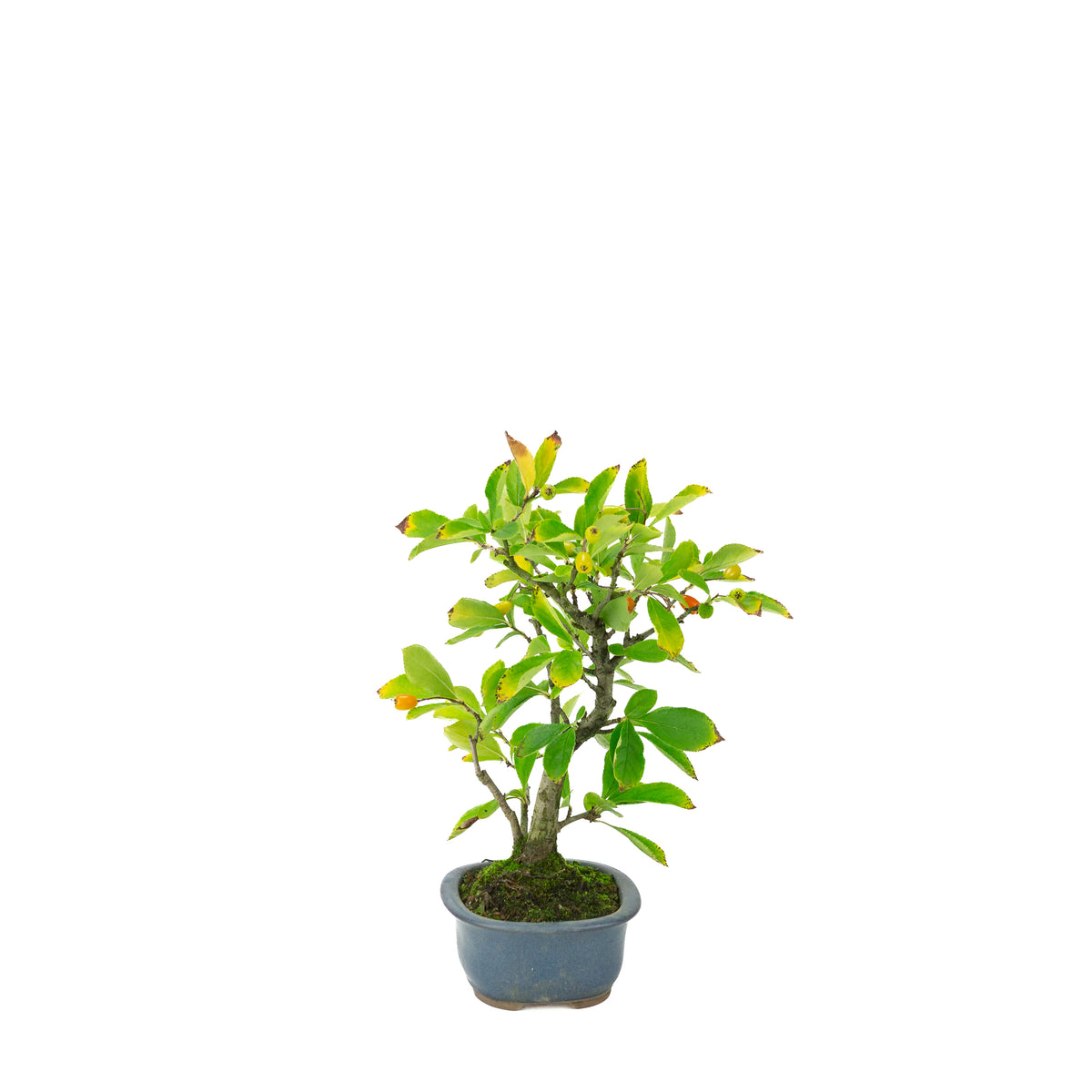 Pourthiaea villosa (Photinia villosa) pot ovale bleu, hauteur ~27 cm