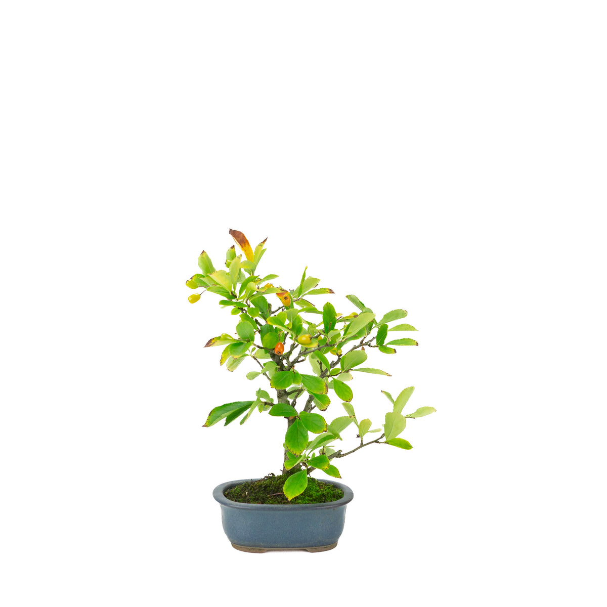Pourthiaea villosa (Photinia villosa) pot ovale bleu, hauteur ~27 cm