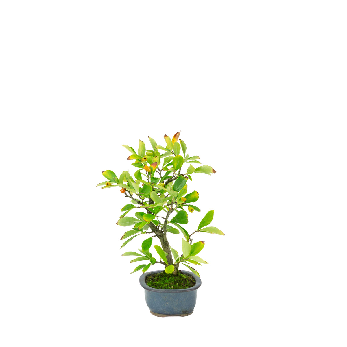 Pourthiaea villosa (Photinia villosa) pot ovale bleu, hauteur ~27 cm