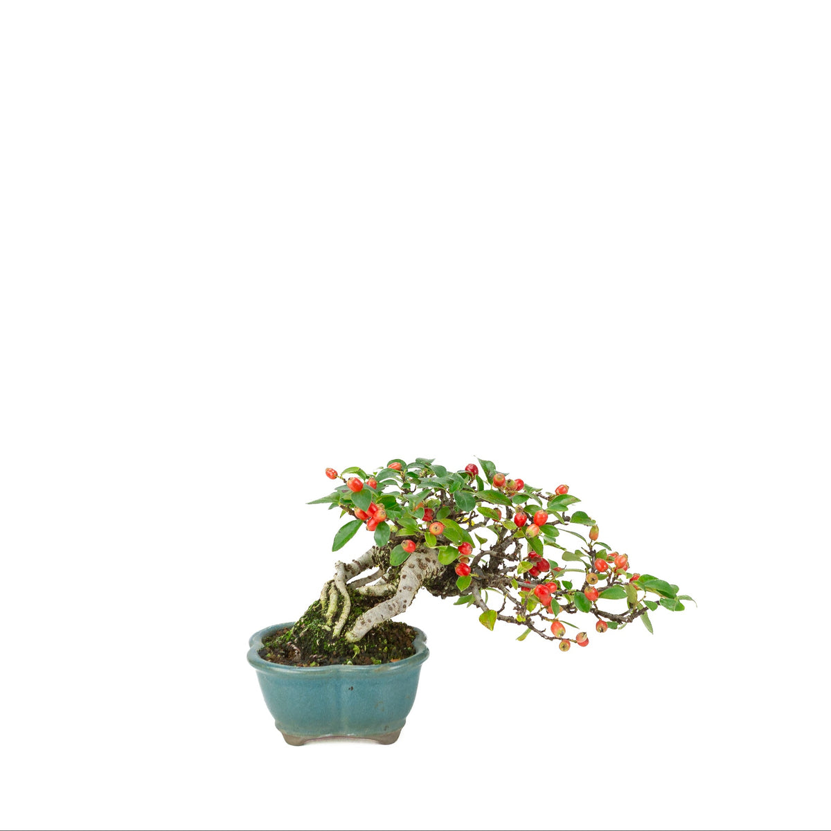 Cotoneaster horizontalis (Cotonéaster rampant) pot lotus bleu, hauteur ~15cm