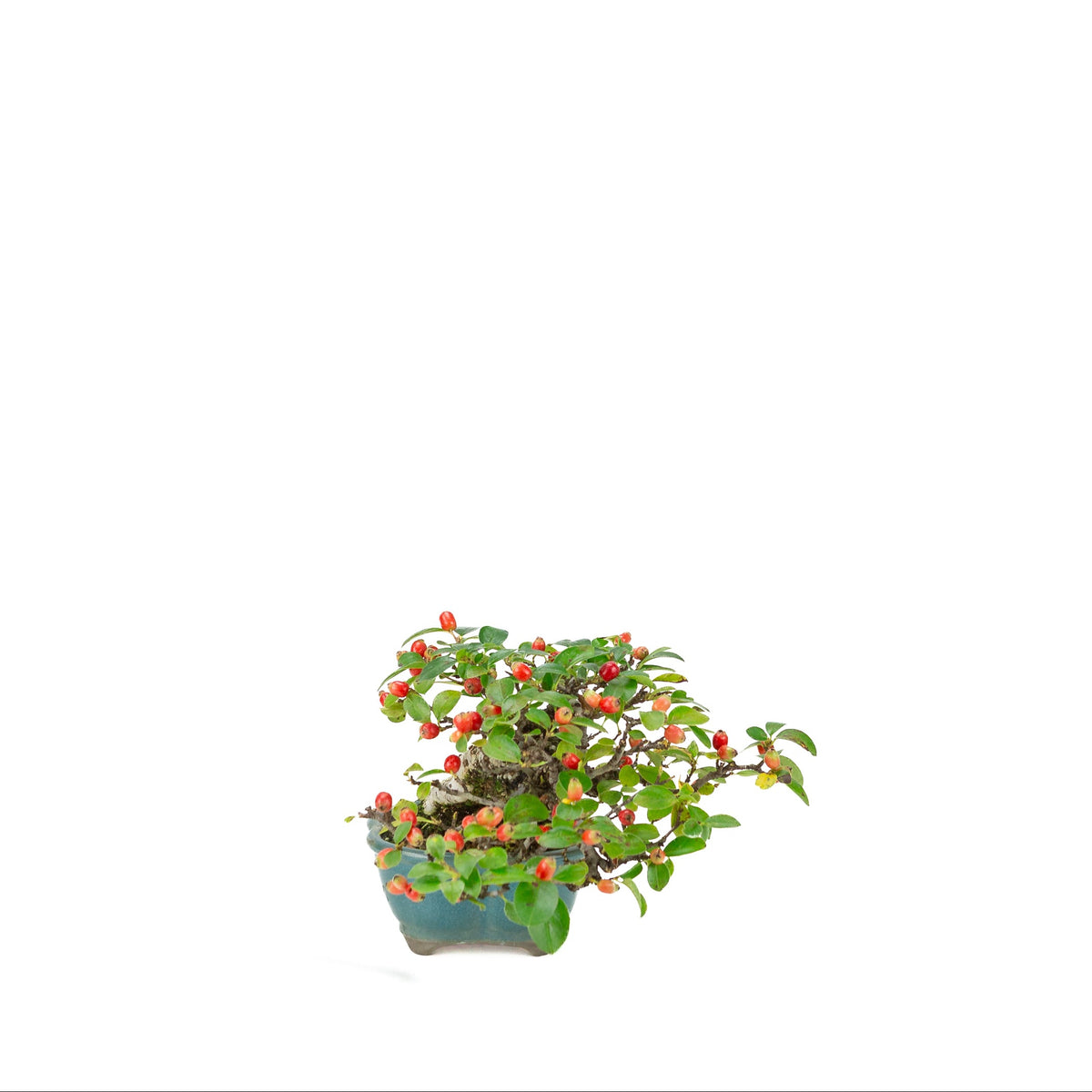 Cotoneaster horizontalis (Cotonéaster rampant) pot lotus bleu, hauteur ~15cm