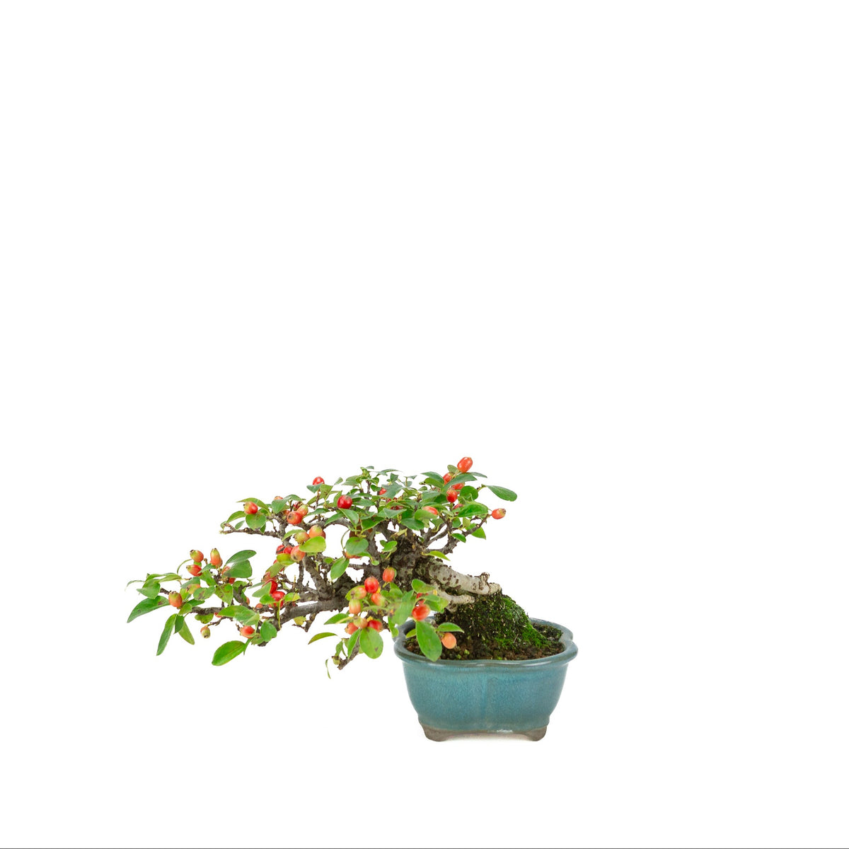 Cotoneaster horizontalis (Cotonéaster rampant) pot lotus bleu, hauteur ~15cm