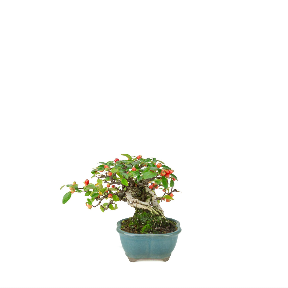 Cotoneaster horizontalis (Cotonéaster rampant) pot lotus bleu, hauteur ~15cm