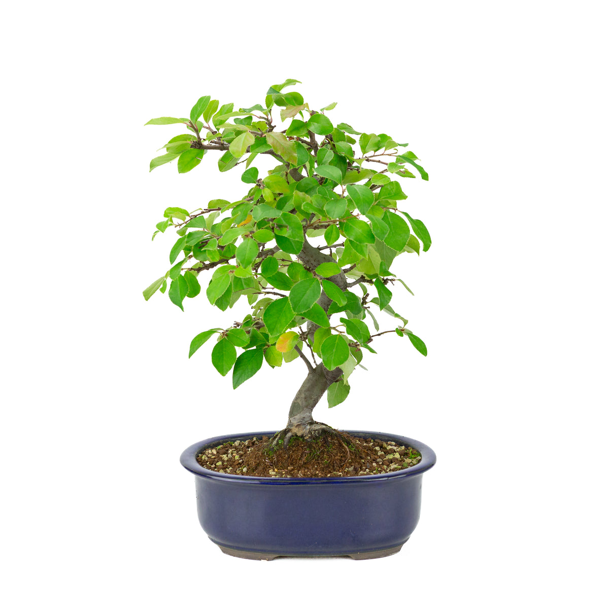Chaenomeles sinensis (Cognassier de Chine) pot ovale bleue, hauteur ~41 cm