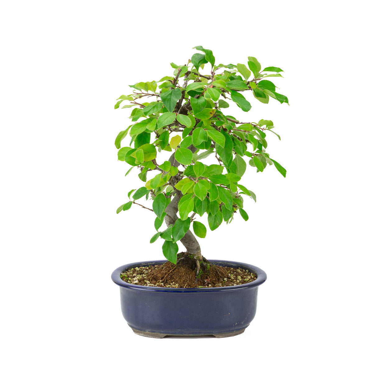 Chaenomeles sinensis (Cognassier de Chine) pot ovale bleue, hauteur ~41 cm