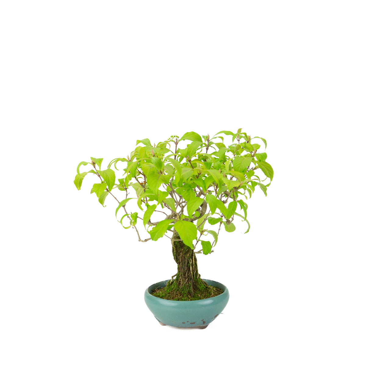 Callicarpa japonica (Callicarpe japonaise) dans un pot rond vert-bleu, hauteur ~29cm