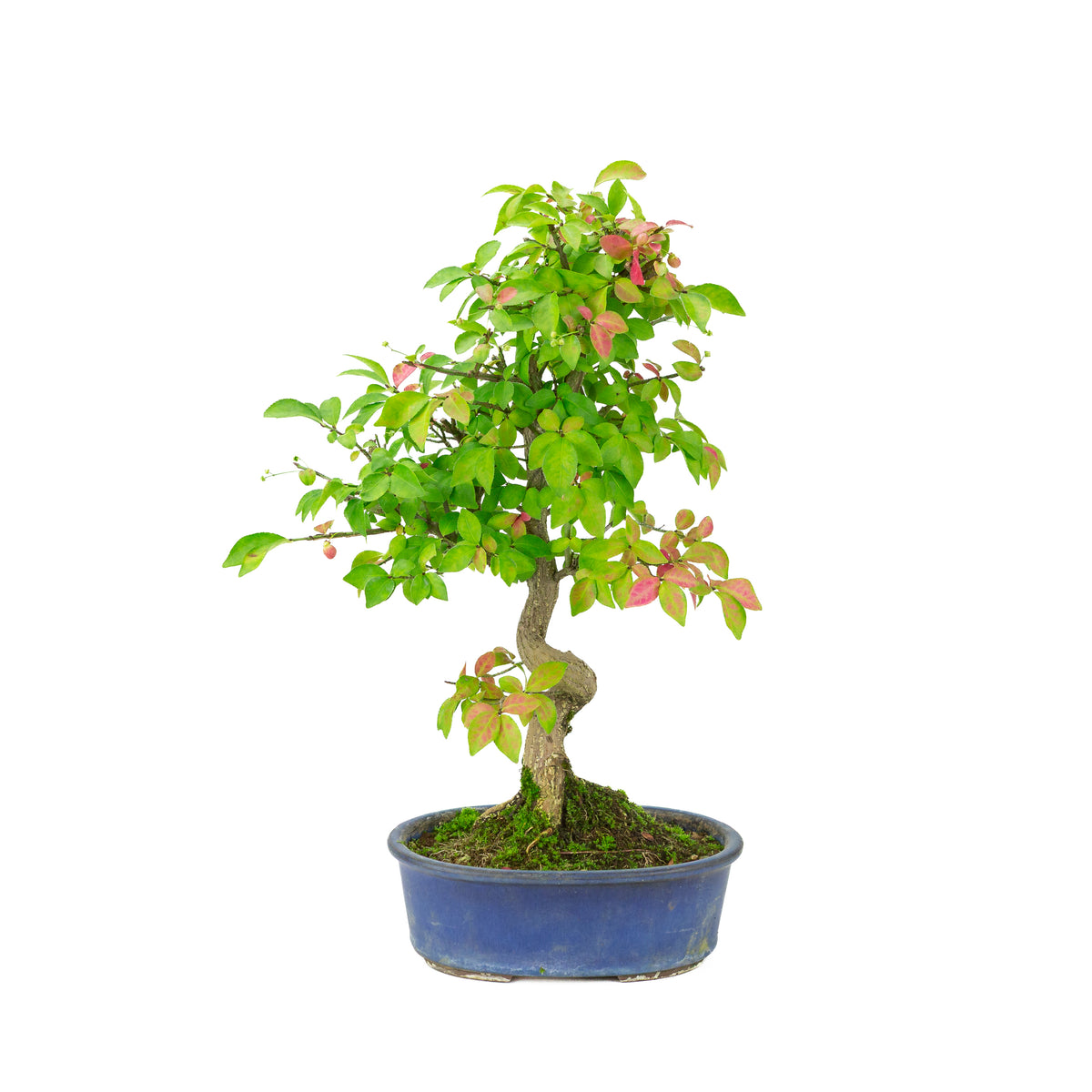 Euonymus alatus (Fusain ailé) pot ovale bleu, hauteur ~40cm