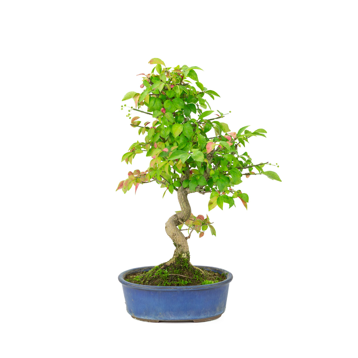 Euonymus alatus (Fusain ailé) pot ovale bleu, hauteur ~40cm
