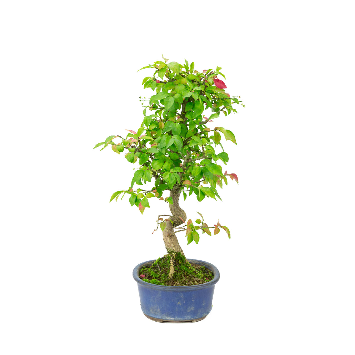 Euonymus alatus (Fusain ailé) pot ovale bleu, hauteur ~40cm