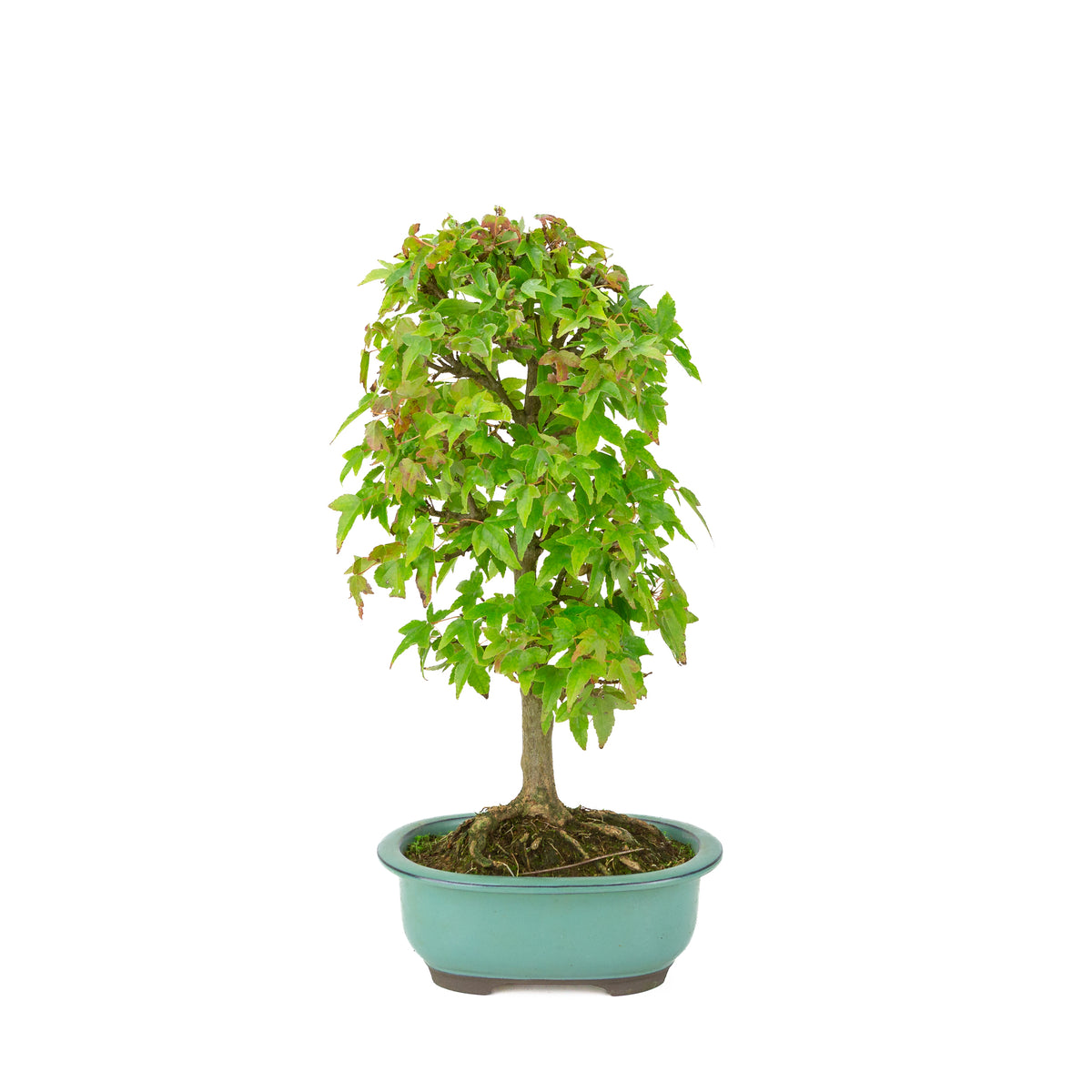 Acer buergerianum (Érable trident) pot ovale vert, hauteur ~39 cm
