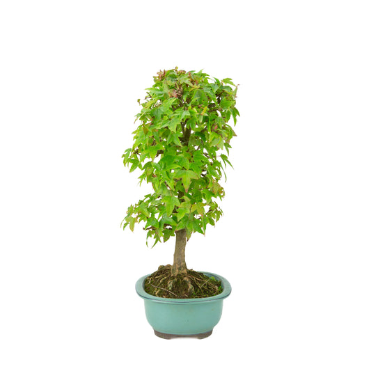 Acer buergerianum (Érable trident) pot ovale vert, hauteur ~39 cm