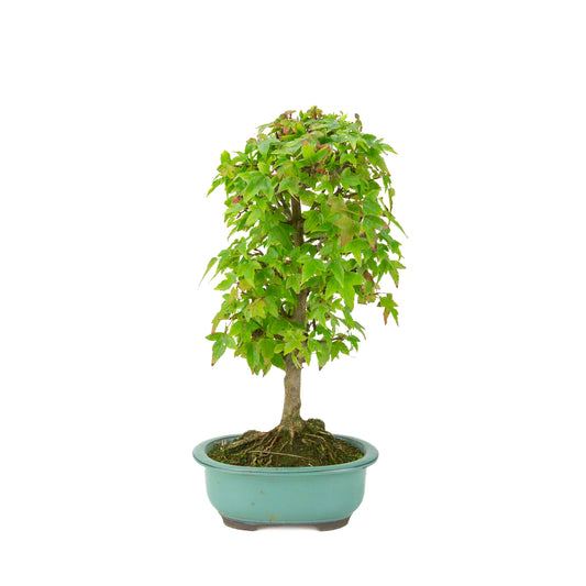 Acer buergerianum (Érable trident) pot ovale vert, hauteur ~39 cm