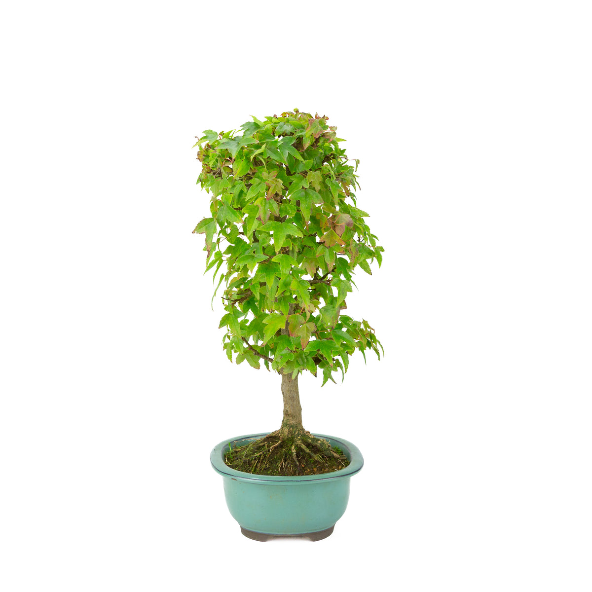 Acer buergerianum (Érable trident) pot ovale vert, hauteur ~39 cm