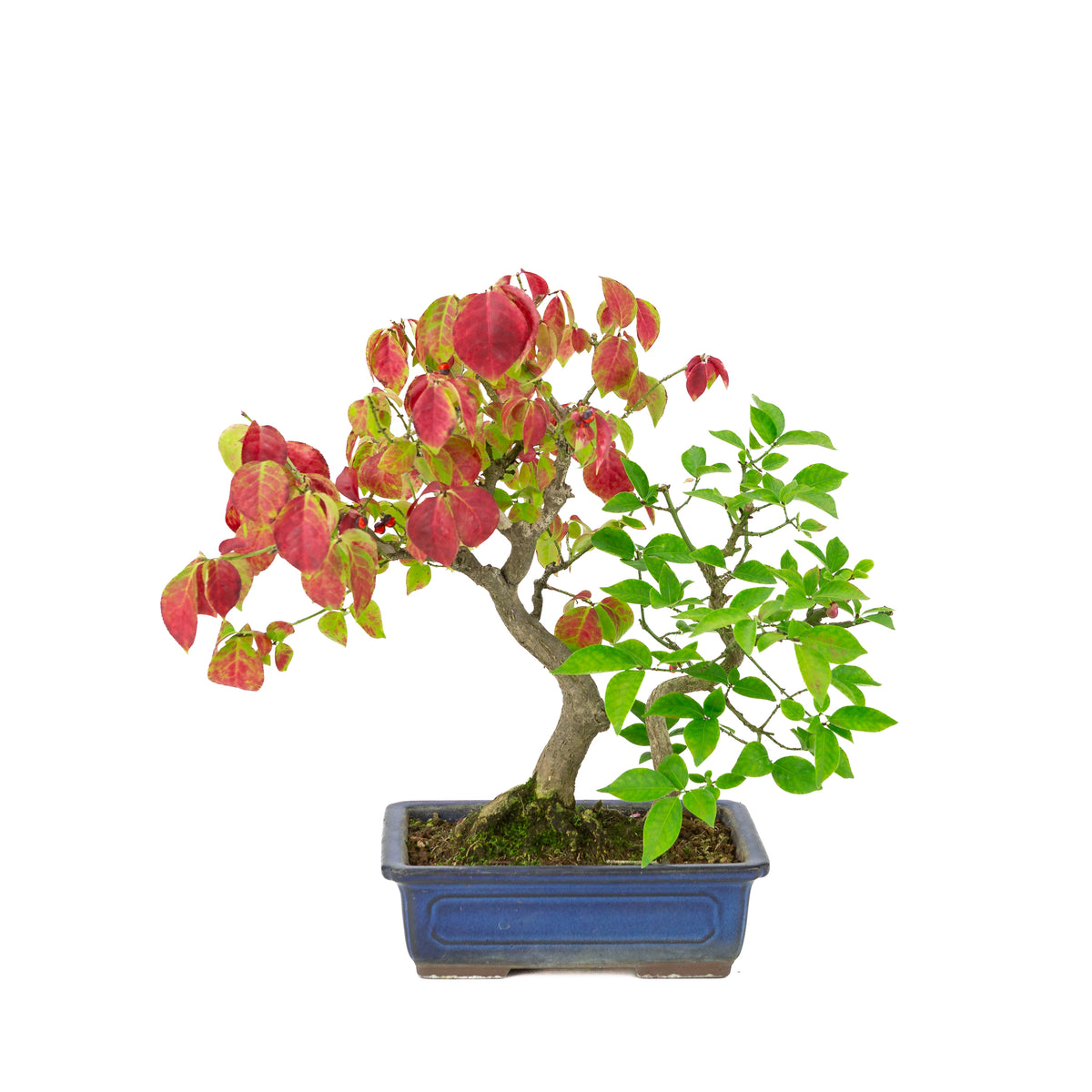 Euonymus alatus (Fusain ailé) pot rectangulaire bleu, hauteur ~35cm