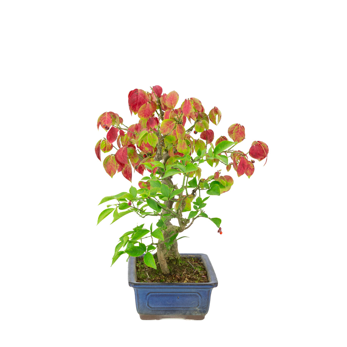 Euonymus alatus (Fusain ailé) pot rectangulaire bleu, hauteur ~35cm