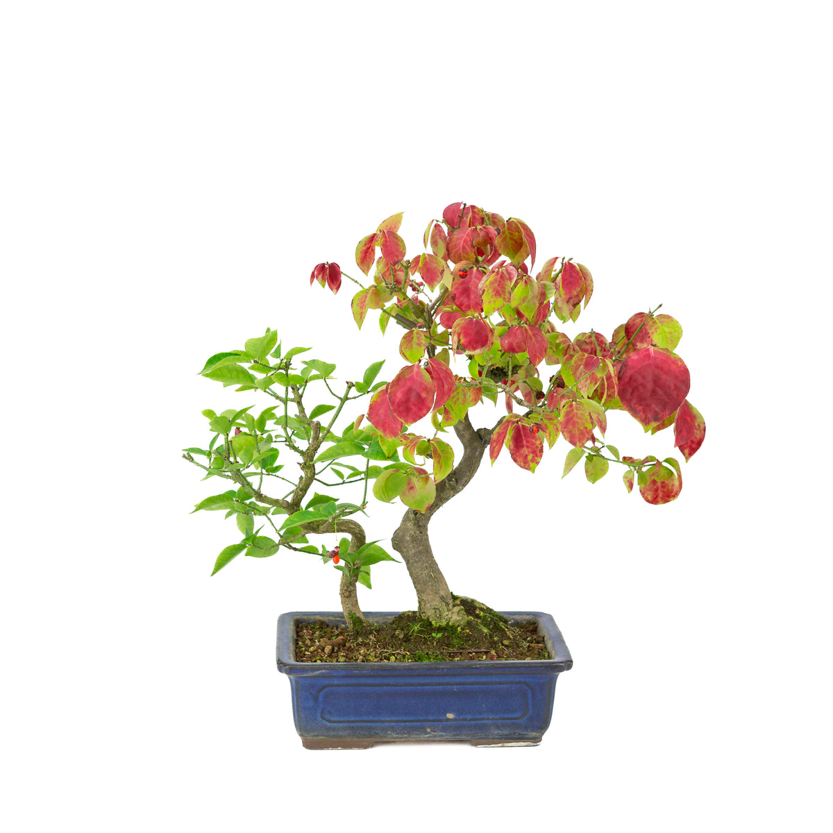 Euonymus alatus (Fusain ailé) pot rectangulaire bleu, hauteur ~35cm
