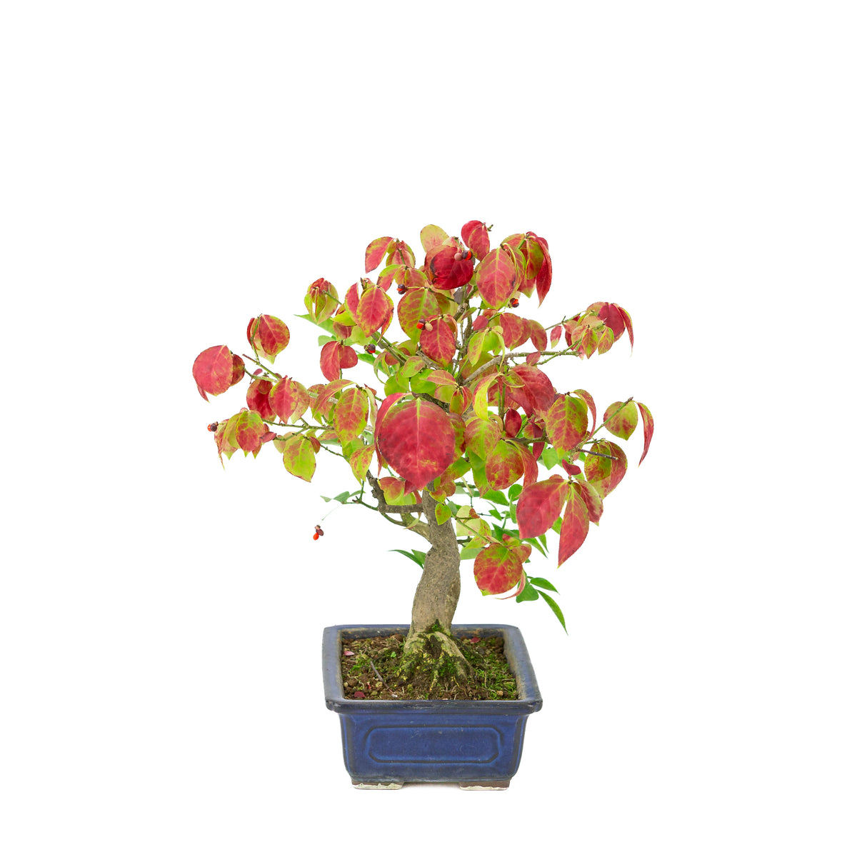 Euonymus alatus (Fusain ailé) pot rectangulaire bleu, hauteur ~35cm