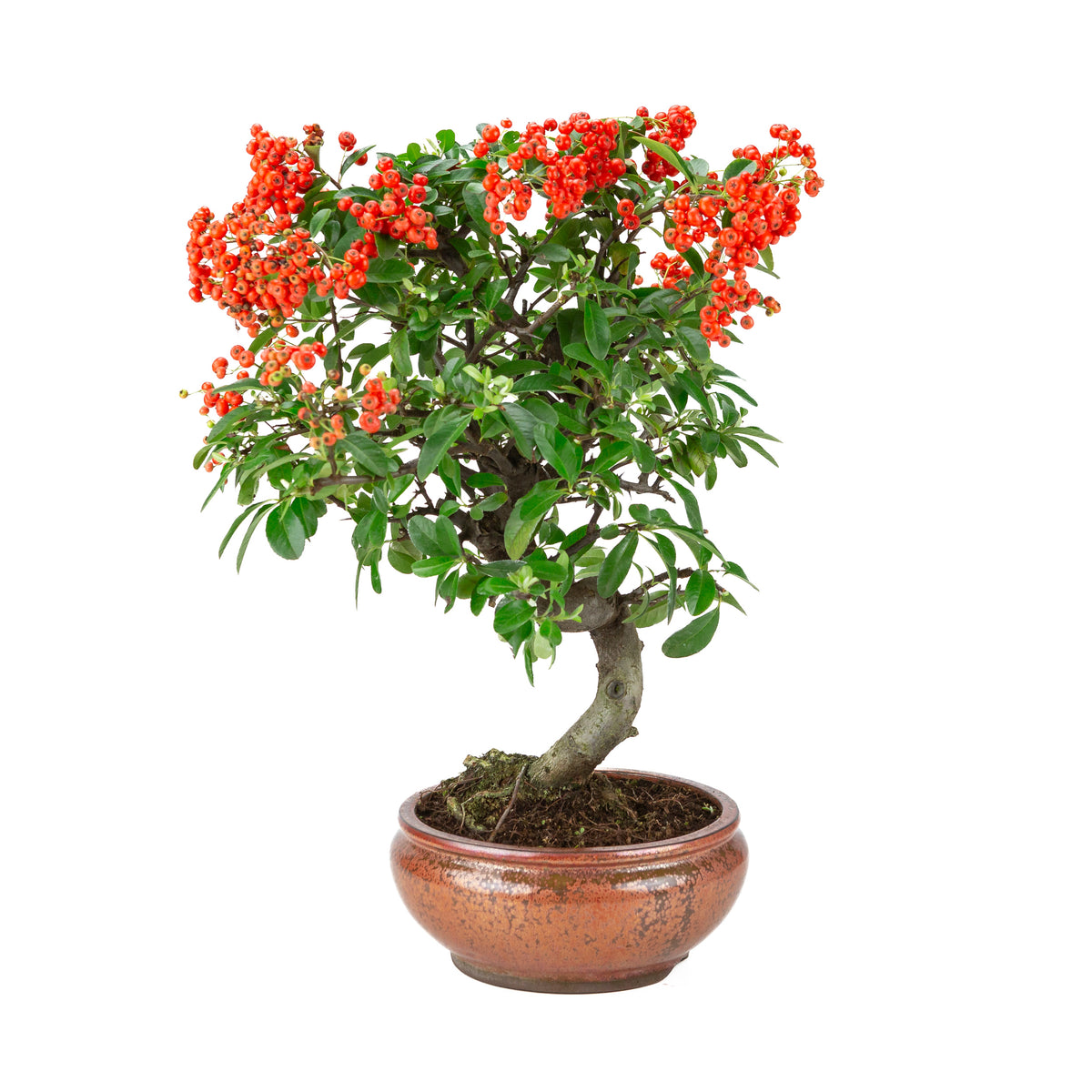 Pyracantha angustifolia (Buisson ardent) pot rond bronze, hauteur ~46cm