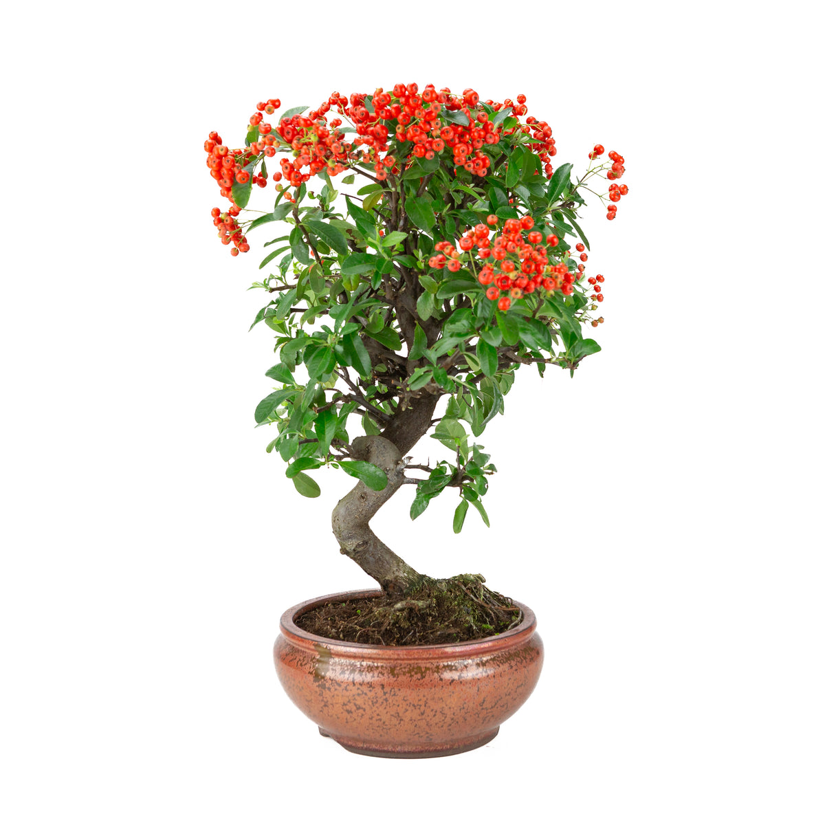 Pyracantha angustifolia (Buisson ardent) pot rond bronze, hauteur ~46cm