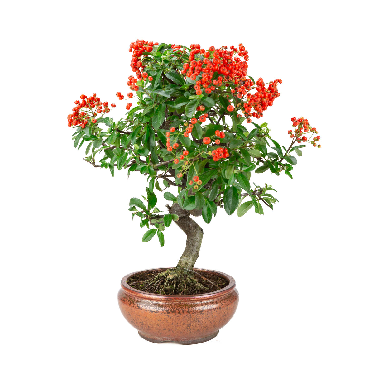 Pyracantha angustifolia (Buisson ardent) pot rond bronze, hauteur ~46cm