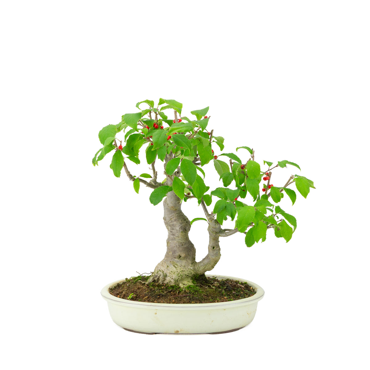 Ilex serrata dans un pot ovale crème, hauteur ~34cm