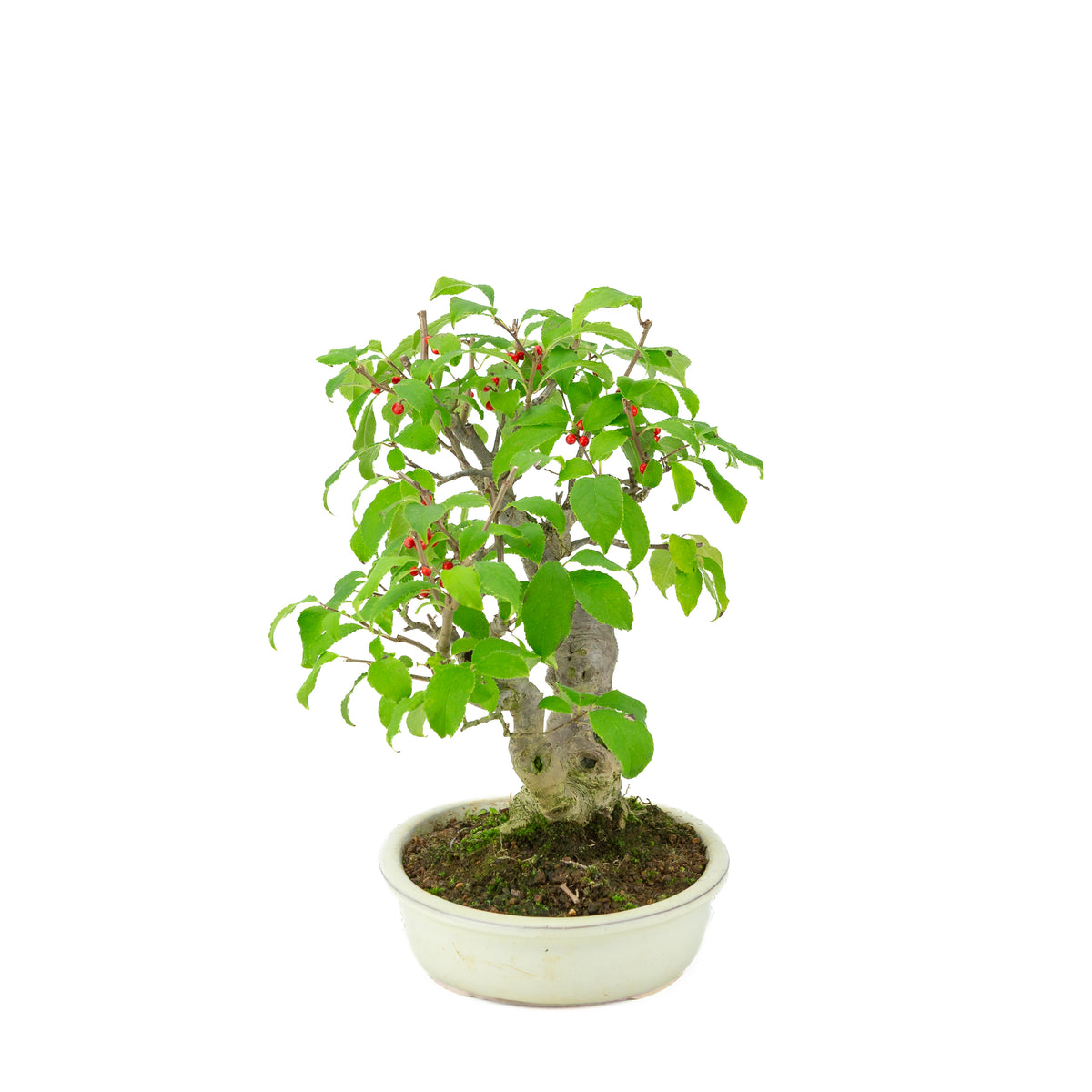 Ilex serrata dans un pot ovale crème, hauteur ~34cm