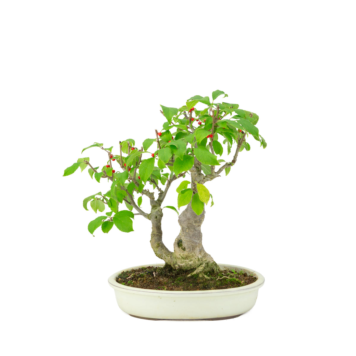 Ilex serrata dans un pot ovale crème, hauteur ~34cm