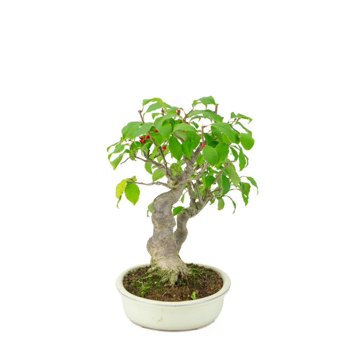 Ilex serrata dans un pot ovale crème, hauteur ~34cm