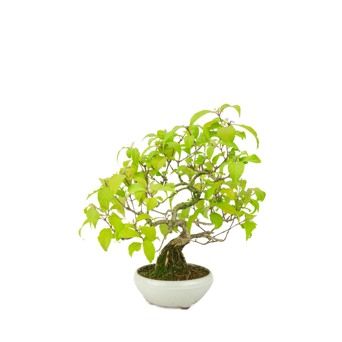 Callicarpa japonica (Callicarpe du Japon) dans pot rond crème, hauteur ~29 cm