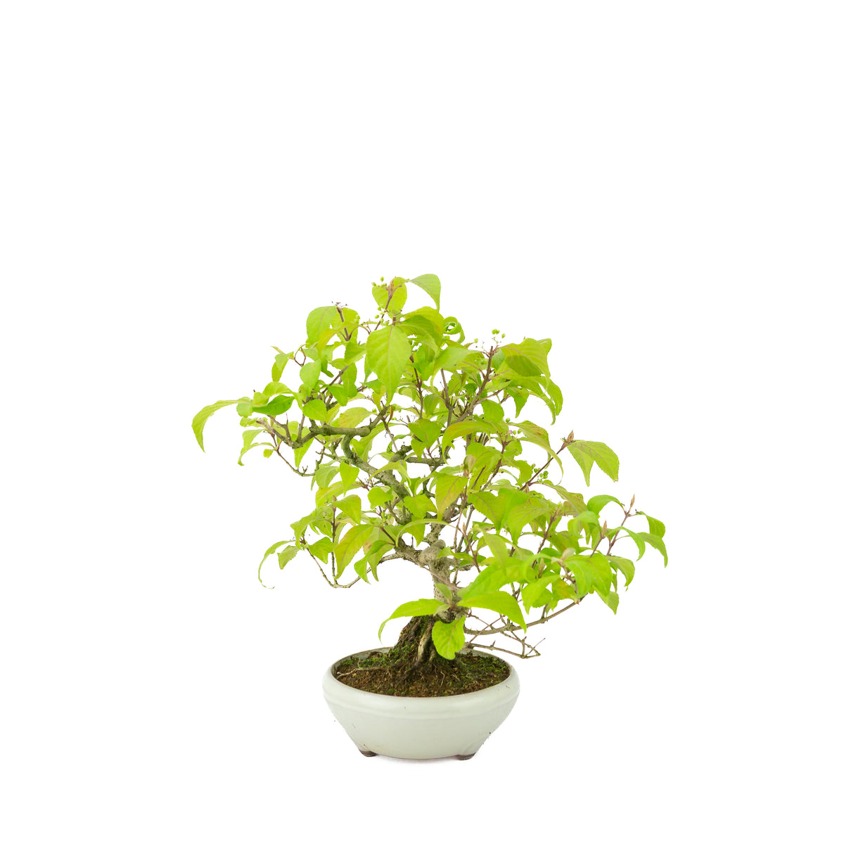 Callicarpa japonica (Callicarpe du Japon) dans pot rond crème, hauteur ~29 cm