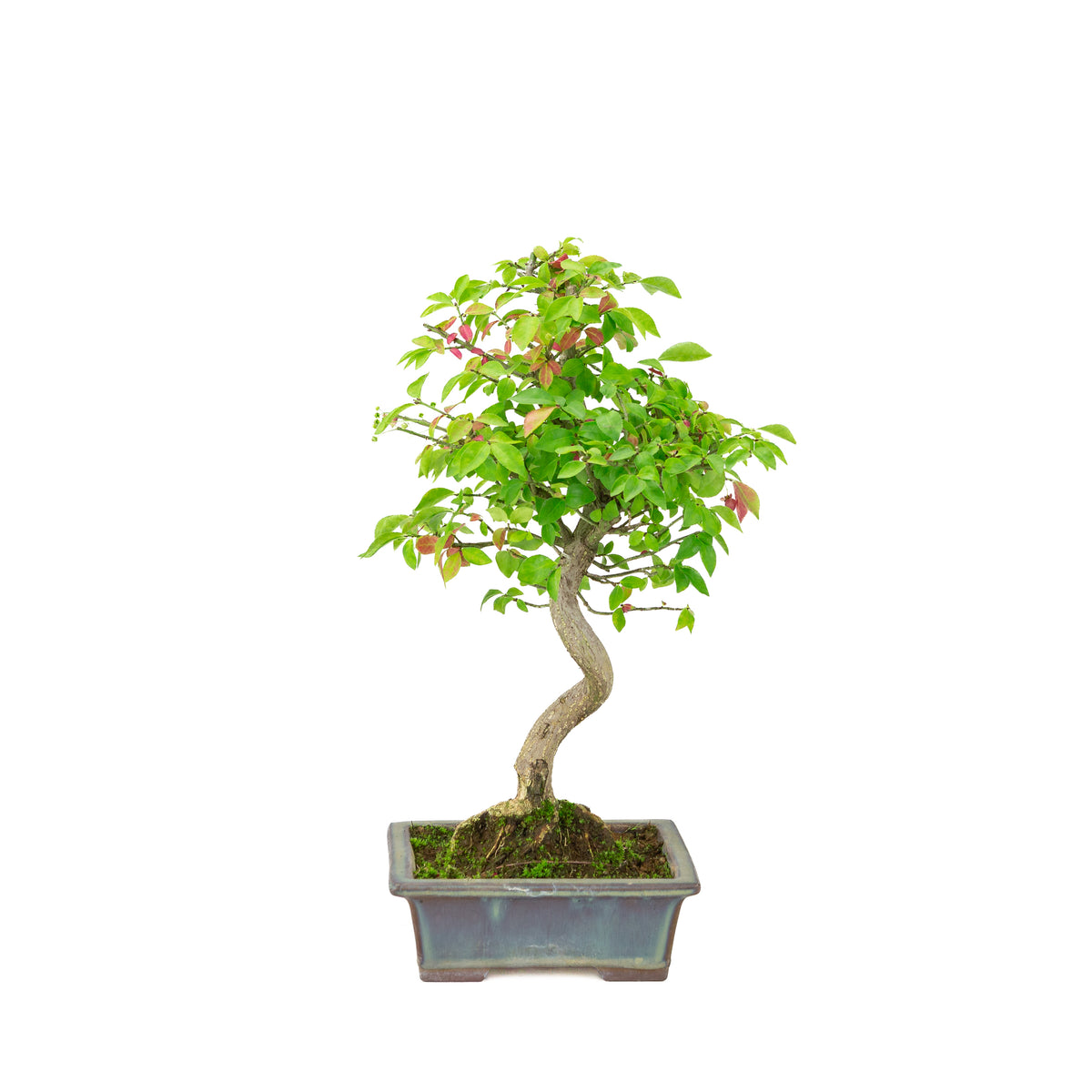 Euonymus alatus (Fusain ailé) pot rectangulaire bleu, hauteur ~36cm